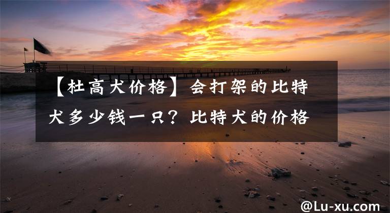 【杜高犬价格】会打架的比特犬多少钱一只？比特犬的价格行情及选购方法
