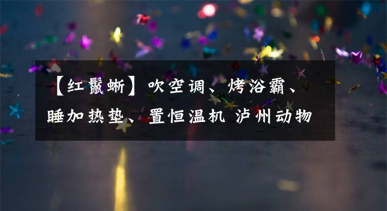 【红鬣蜥】吹空调、烤浴霸、睡加热垫、置恒温机 泸州动物过冬享受VIP待遇
