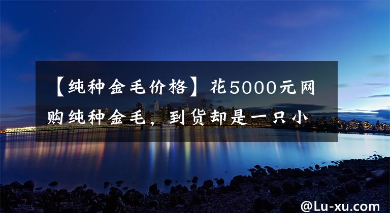 【纯种金毛价格】花5000元网购纯种金毛，到货却是一只小土狗，店主却咬死是金毛！