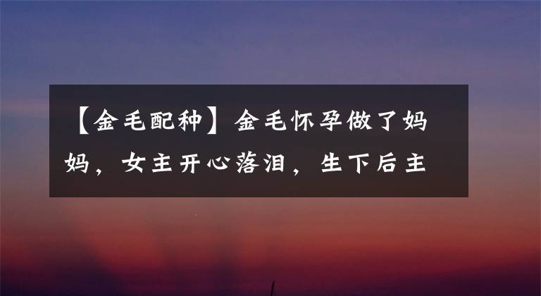 【金毛配种】金毛怀孕做了妈妈，女主开心落泪，生下后主人却瞬间傻了眼