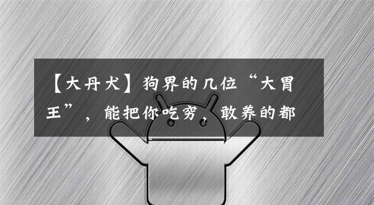 【大丹犬】狗界的几位“大胃王”，能把你吃穷，敢养的都是牛人