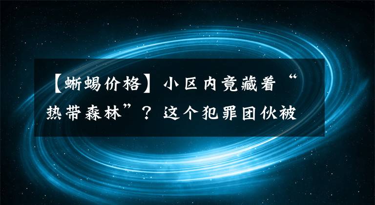 【蜥蜴价格】小区内竟藏着“热带森林”？这个犯罪团伙被江门警方抓了，涉案值达1千多万