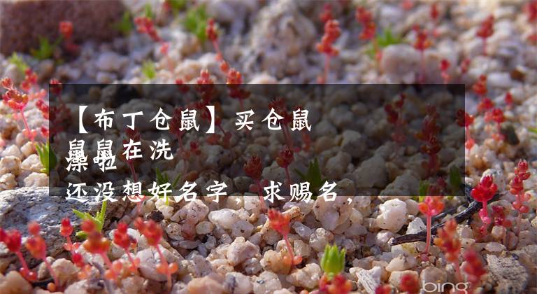 【布丁仓鼠】买仓鼠 鼠鼠在洗澡啦 还没想好名字，求赐名，是一只布丁吖～