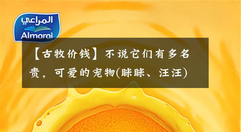【古牧价钱】不说它们有多名贵，可爱的宠物(眯眯、汪汪)，简直太迷人了