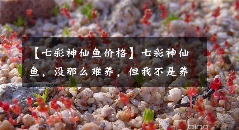 【七彩神仙鱼价格】七彩神仙鱼，没那么难养，但我不是养鱼大神，只会简单养