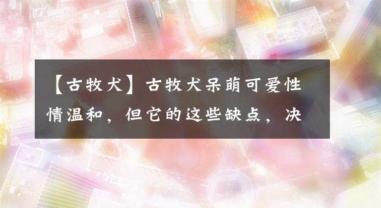 【古牧犬】古牧犬呆萌可爱性情温和，但它的这些缺点，决定了很多人不会养它