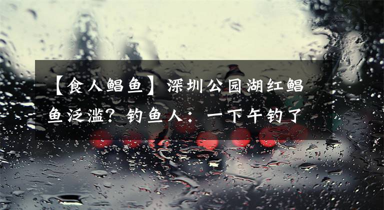 【食人鲳鱼】深圳公园湖红鲳鱼泛滥？钓鱼人：一下午钓了十几条