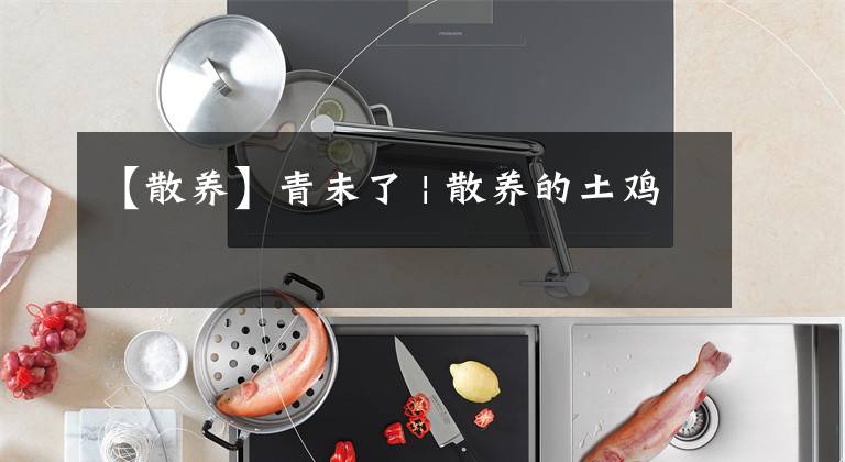 【散养】青未了 | 散养的土鸡