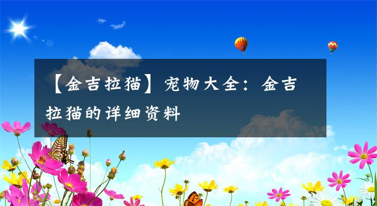 【金吉拉猫】宠物大全：金吉拉猫的详细资料