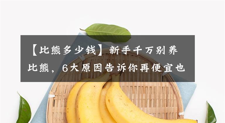 【比熊多少钱】新手千万别养比熊，6大原因告诉你再便宜也不要上当