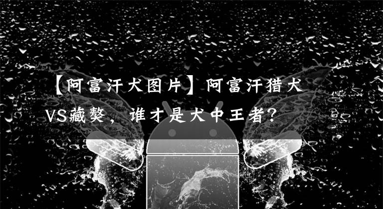 【阿富汗犬图片】阿富汗猎犬VS藏獒，谁才是犬中王者？
