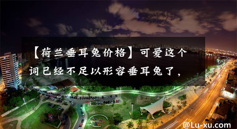【荷兰垂耳兔价格】可爱这个词已经不足以形容垂耳兔了，因为它们满身都是萌点！