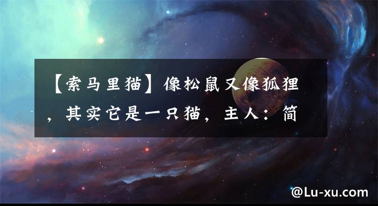 【索马里猫】像松鼠又像狐狸，其实它是一只猫，主人：简直是个磨人的小妖精