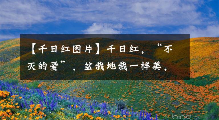 【千日红图片】千日红，“不灭的爱”，盆栽地栽一样美，七夕爱情花，永不凋零