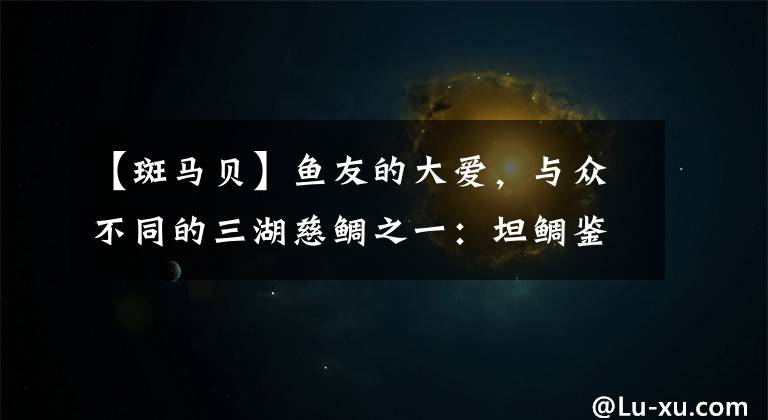 【斑马贝】鱼友的大爱，与众不同的三湖慈鲷之一：坦鲷鉴赏