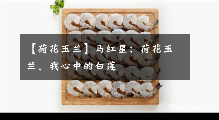 【荷花玉兰】马红星：荷花玉兰，我心中的白莲