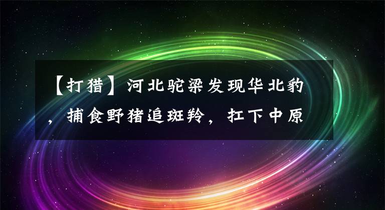 【打猎】河北驼梁发现华北豹，捕食野猪追斑羚，扛下中原森林的兽王大旗