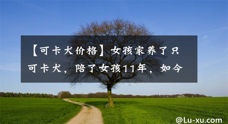 【可卡犬价格】女孩家养了只可卡犬，陪了女孩11年，如今快要老死了