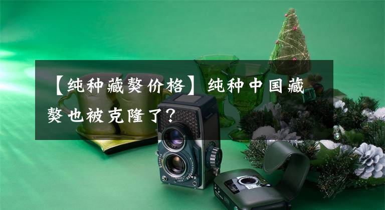 【纯种藏獒价格】纯种中国藏獒也被克隆了？