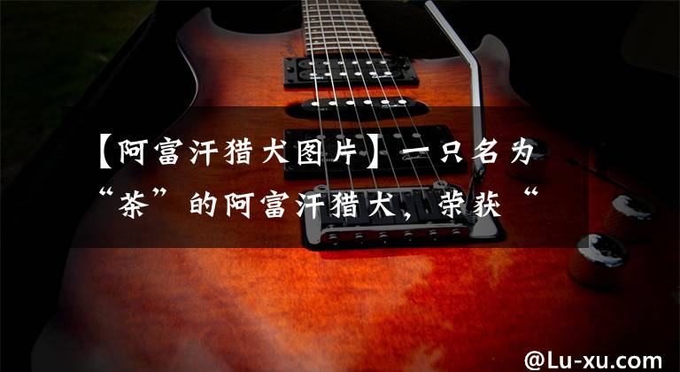 【阿富汗猎犬图片】一只名为“茶”的阿富汗猎犬，荣获“世界上最漂亮的狗”称号