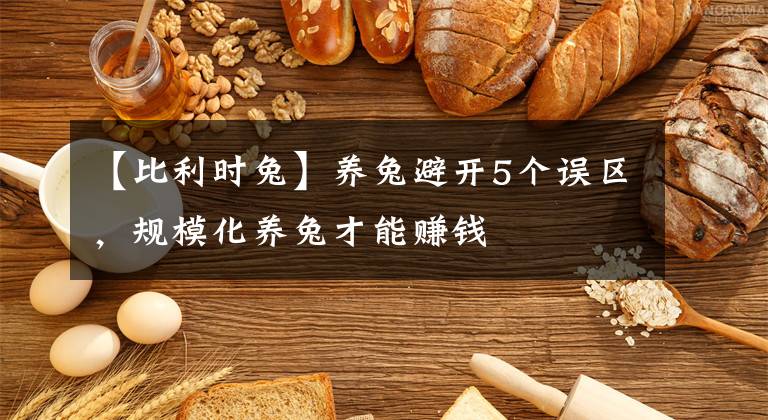 【比利时兔】养兔避开5个误区，规模化养兔才能赚钱