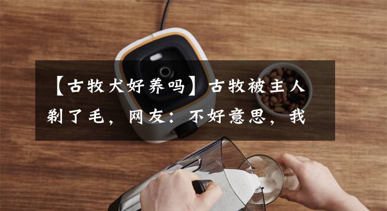 【古牧犬好养吗】古牧被主人剃了毛，网友：不好意思，我已经忘了古牧长啥样了！
