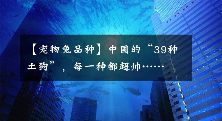 【宠物兔品种】中国的“39种土狗”，每一种都超帅……