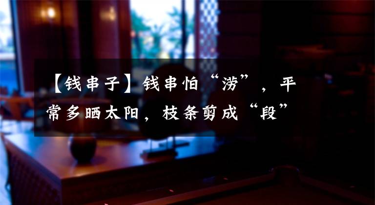 【钱串子】钱串怕“涝”，平常多晒太阳，枝条剪成“段”，轻松繁殖十多盆