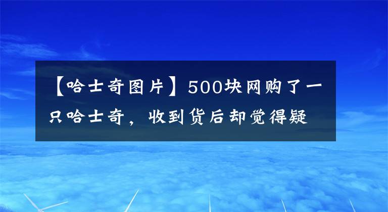 【哈士奇图片】500块网购了一只哈士奇，收到货后却觉得疑惑：这是啥品种啊？
