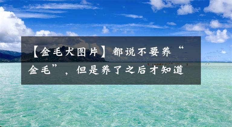 【金毛犬图片】都说不要养“金毛”，但是养了之后才知道真香