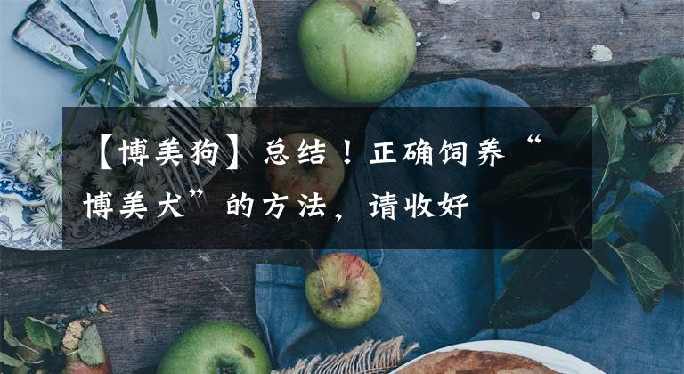【博美狗】总结！正确饲养“博美犬”的方法，请收好