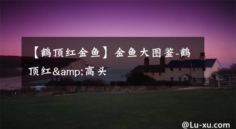 【鹤顶红金鱼】金鱼大图鉴-鹤顶红&高头