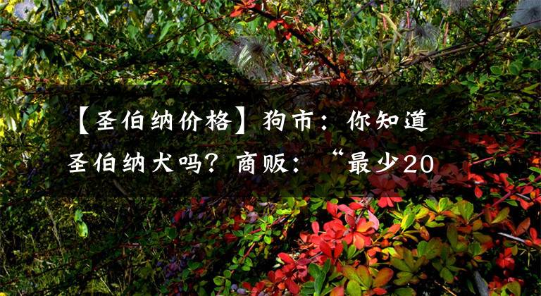 【圣伯纳价格】狗市：你知道圣伯纳犬吗？商贩：“最少2000元，低了不卖！”