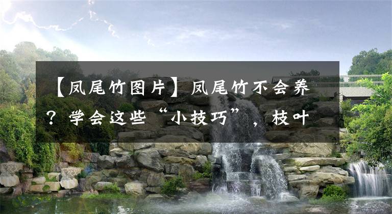 【凤尾竹图片】凤尾竹不会养？学会这些“小技巧”，枝叶浓绿茂密，观赏价值高