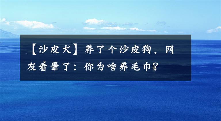 【沙皮犬】养了个沙皮狗，网友看晕了：你为啥养毛巾？