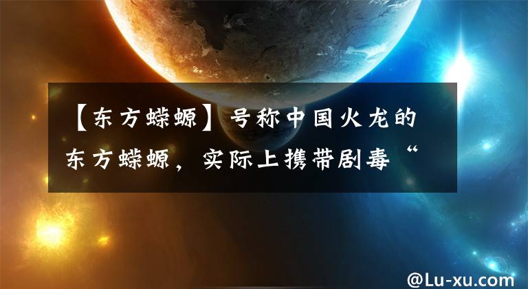 【东方蝾螈】号称中国火龙的东方蝾螈，实际上携带剧毒“技能”