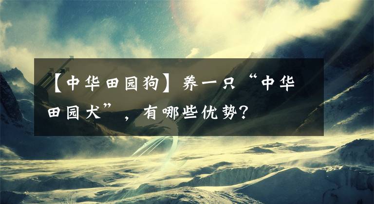【中华田园狗】养一只“中华田园犬”，有哪些优势？
