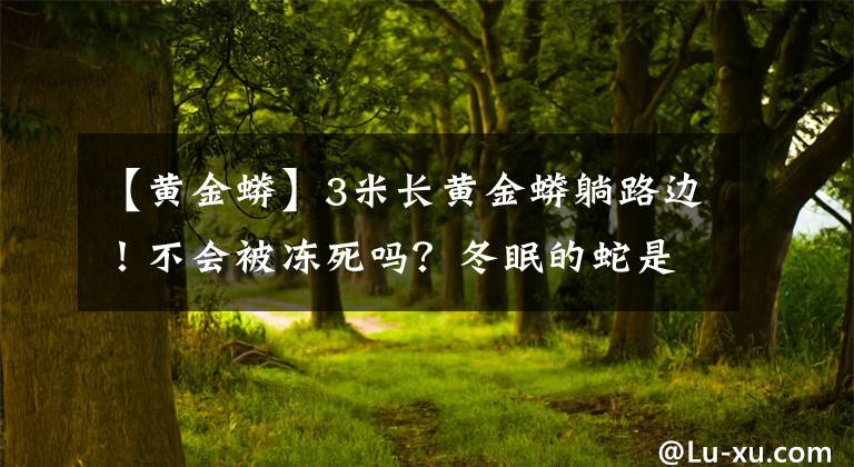 【黄金蟒】3米长黄金蟒躺路边！不会被冻死吗？冬眠的蛇是怎样咬人的？