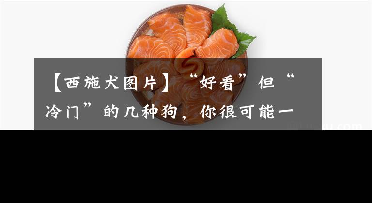 【西施犬图片】“好看”但“冷门”的几种狗，你很可能一种都没见过