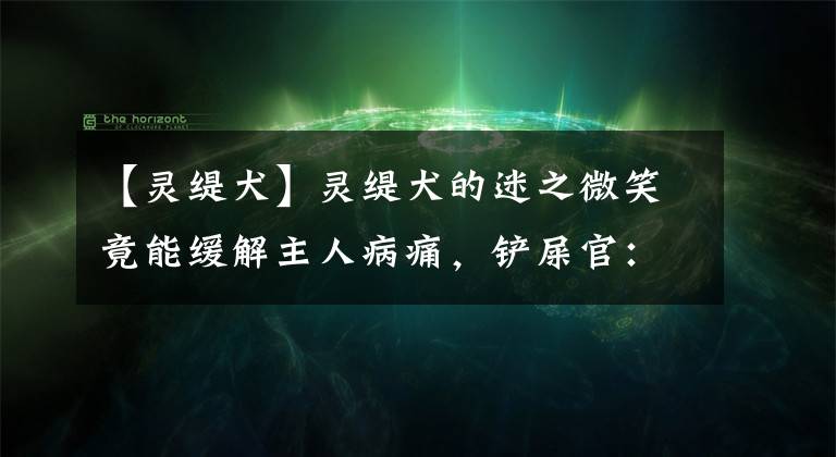 【灵缇犬】灵缇犬的迷之微笑竟能缓解主人病痛，铲屎官：谢谢你带给我阳光