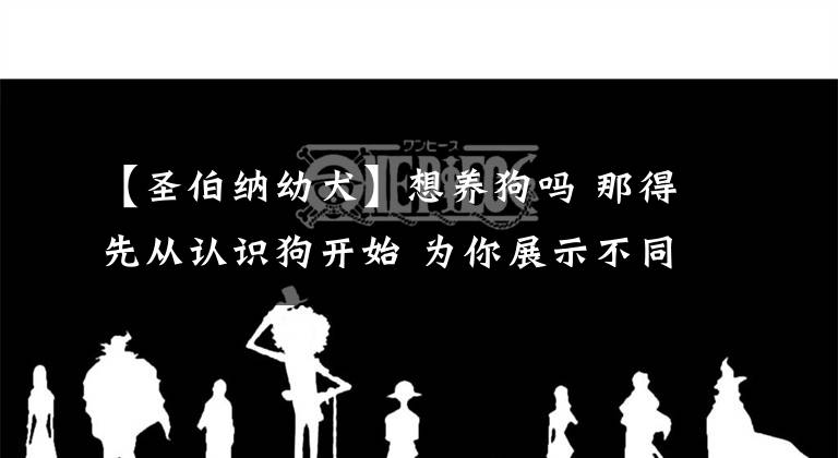 【圣伯纳幼犬】想养狗吗 那得先从认识狗开始 为你展示不同狗狗的魅力（三）