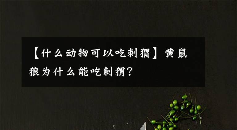 【什么动物可以吃刺猬】黄鼠狼为什么能吃刺猬？