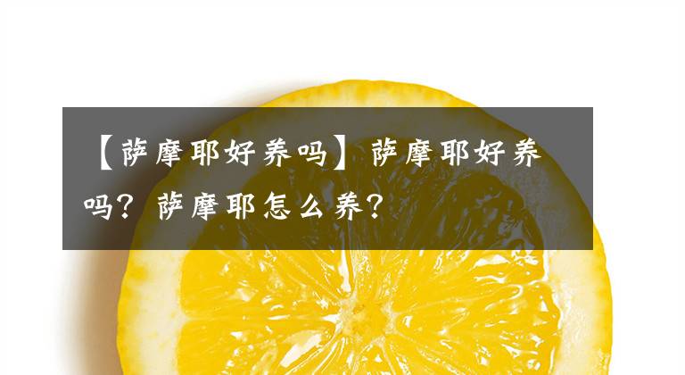 【萨摩耶好养吗】萨摩耶好养吗？萨摩耶怎么养？