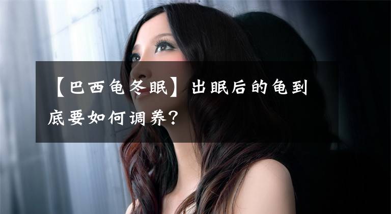 【巴西龟冬眠】出眠后的龟到底要如何调养？