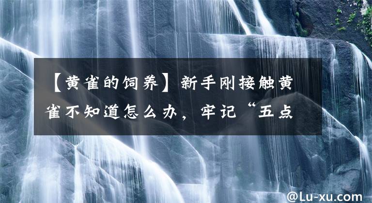 【黄雀的饲养】新手刚接触黄雀不知道怎么办，牢记“五点”不会慌