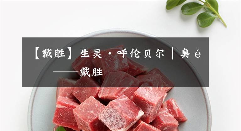 【戴胜】生灵·呼伦贝尔｜臭鸟——戴胜