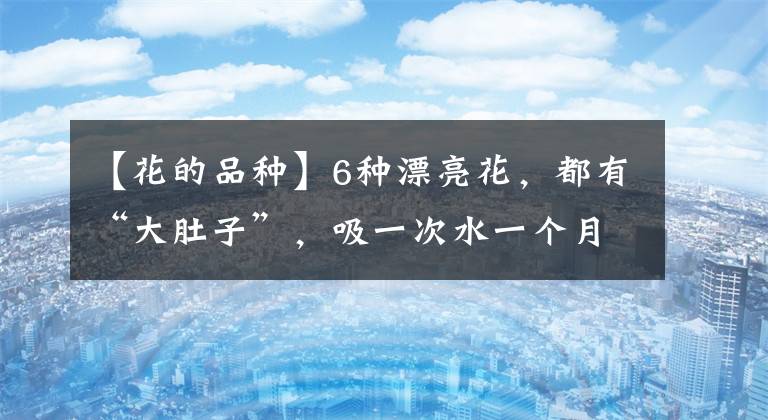 【花的品种】6种漂亮花，都有“大肚子”，吸一次水一个月不浇，天热狂开花
