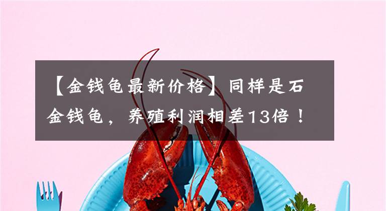 【金钱龟最新价格】同样是石金钱龟，养殖利润相差13倍！真实原因让所有养龟人震惊