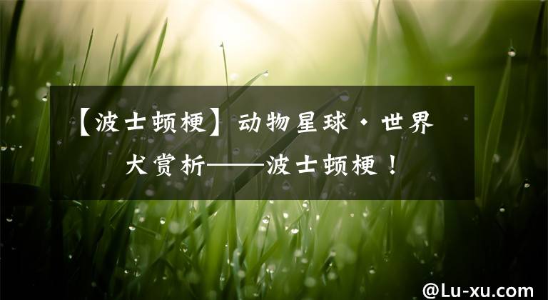 【波士顿梗】动物星球·世界名犬赏析——波士顿梗！