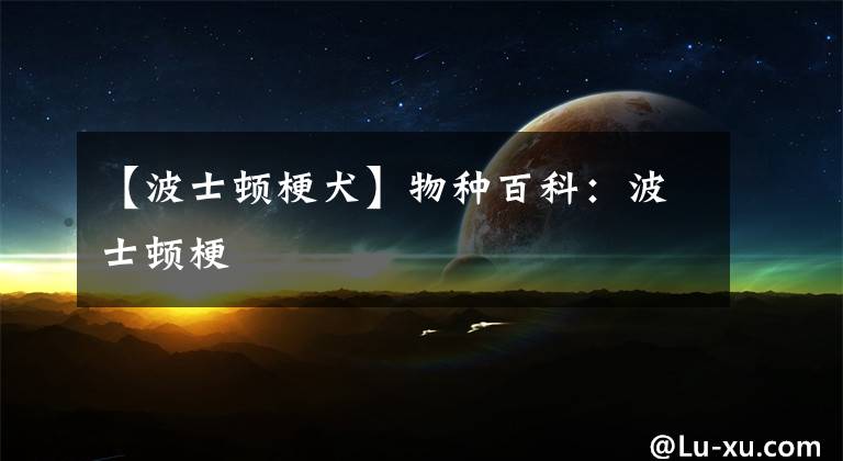【波士顿梗犬】物种百科：波士顿梗